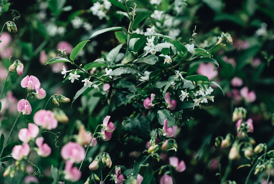 Sweet Pea and Jasmine